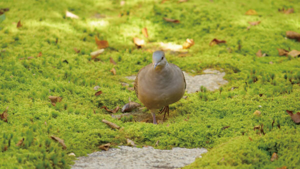 ヨガスタジオの庭にやってくる野鳥たち9選