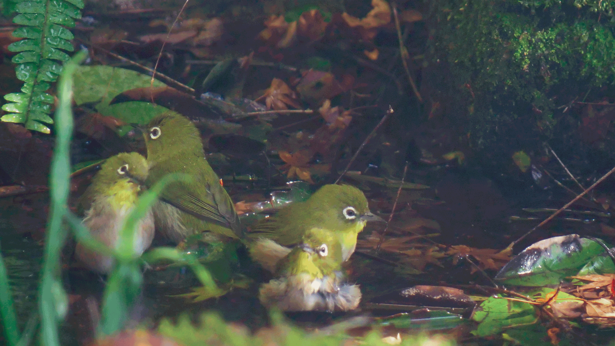 メジロの水浴び