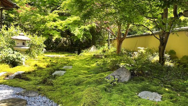 苔がモリモリです！