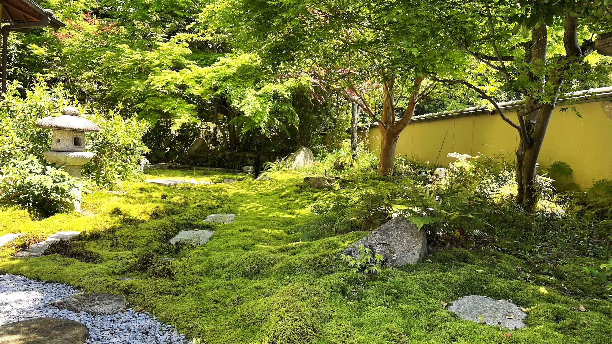 苔がモリモリです！のアイキャッチ